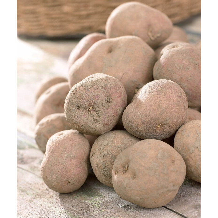 Potatis Irene 10-Pack